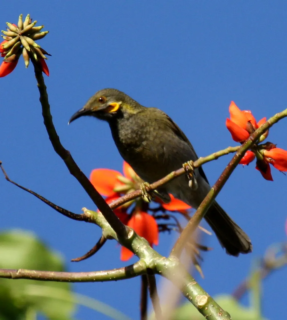 北肉垂吸蜜鸟(Foulehaio taviunensis)