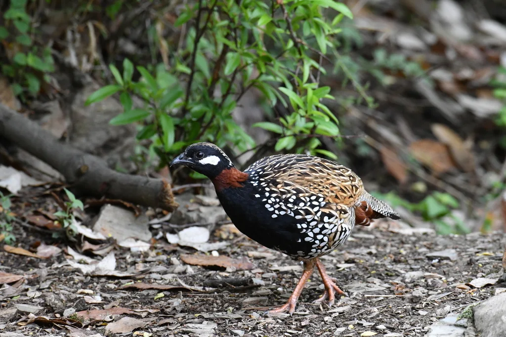 黑鹧鸪(Francolinus francolinus)