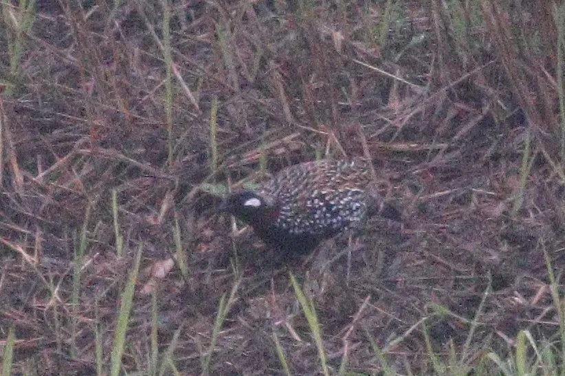 黑鹧鸪(Francolinus francolinus)