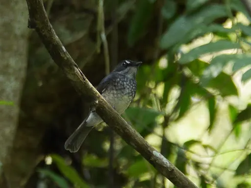 白眉森鹟(Fraseria cinerascens)
