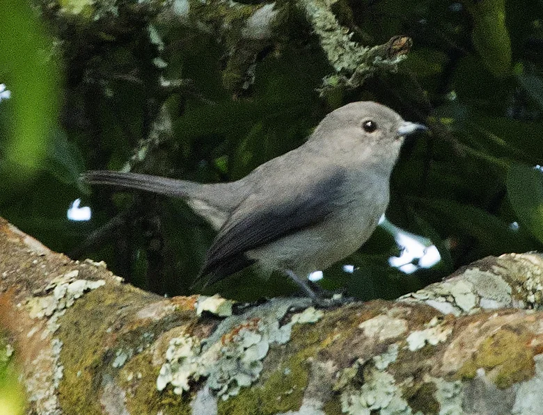 灰喉雀鹟(Fraseria griseigularis)