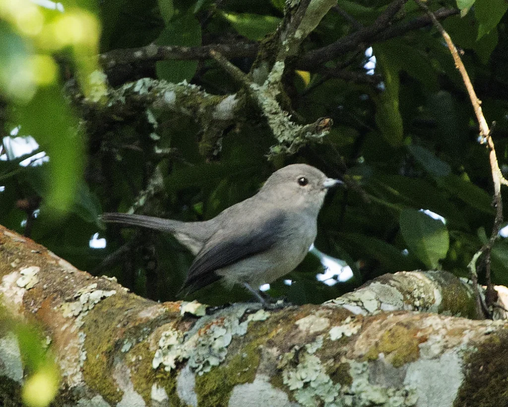 灰喉雀鹟(Fraseria griseigularis)