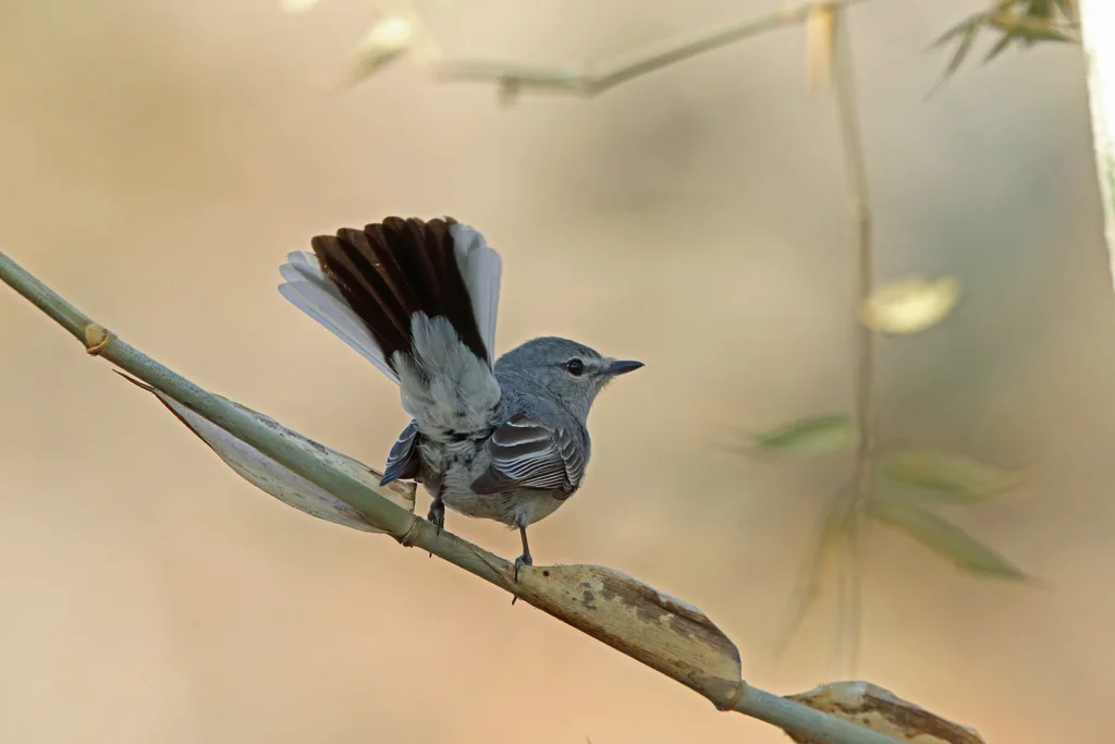 灰雀鹟(Fraseria plumbea)