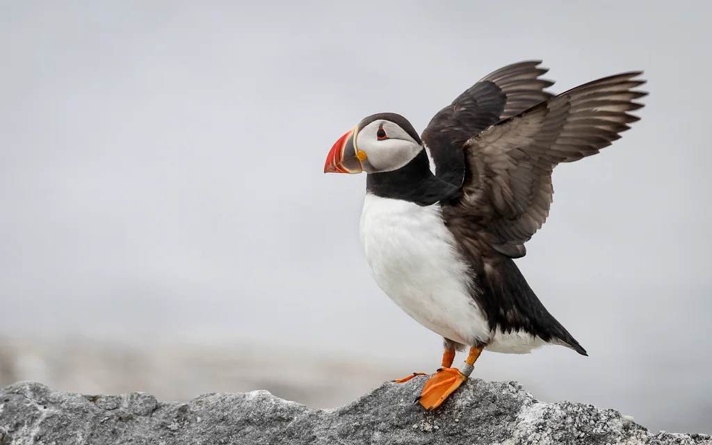 北极海鹦(Fratercula arctica)