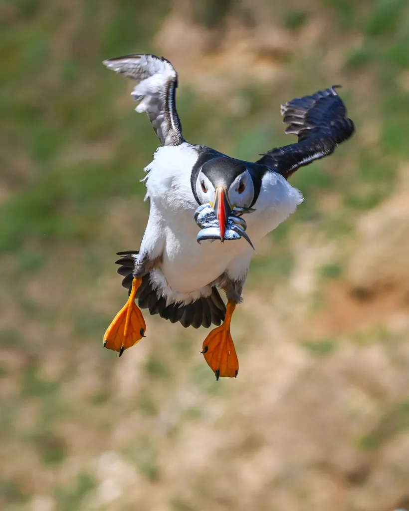 北极海鹦(Fratercula arctica)