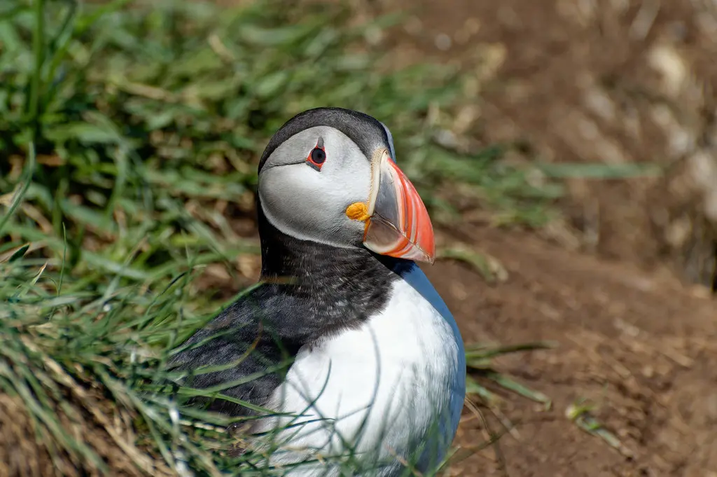 北极海鹦(Fratercula arctica)