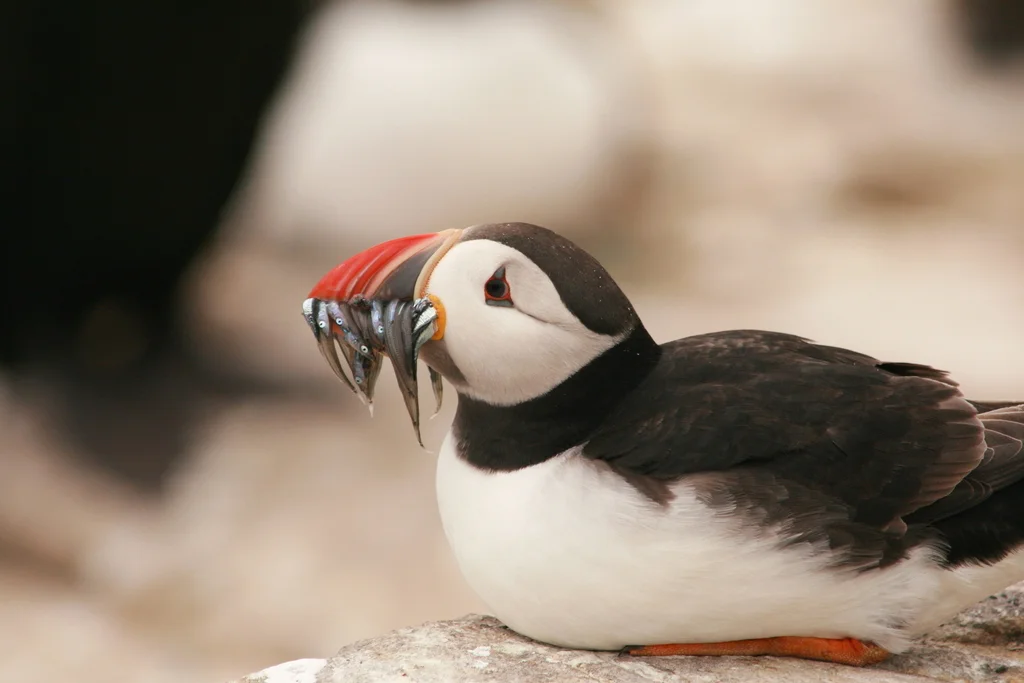 北极海鹦(Fratercula arctica)