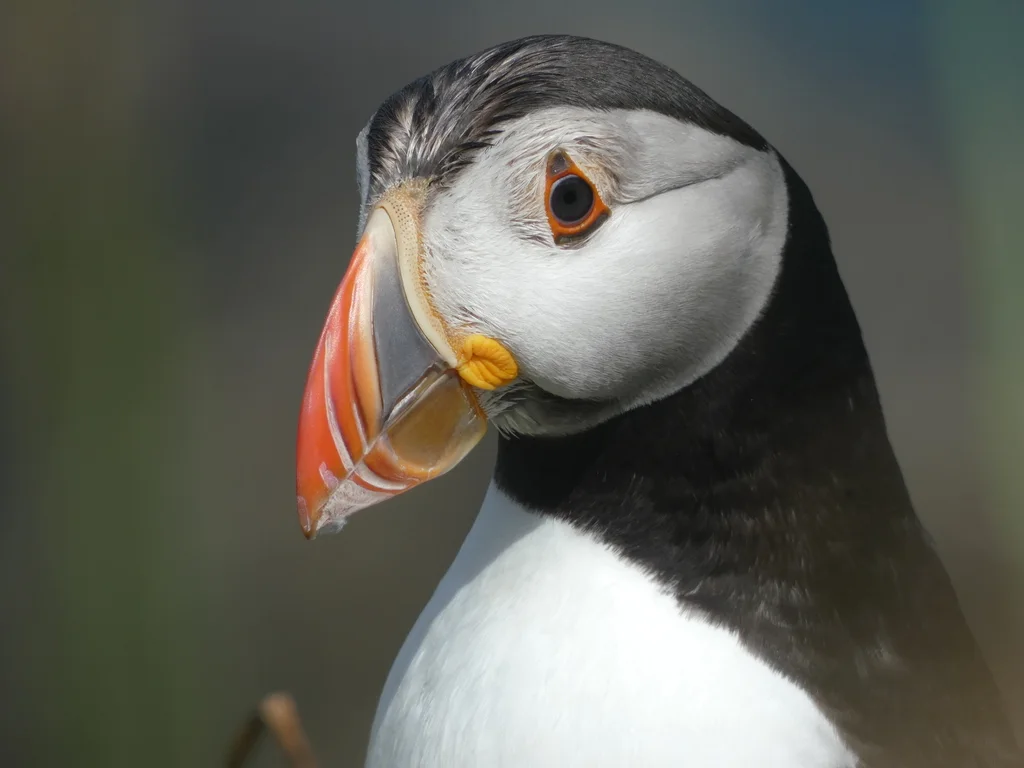 北极海鹦(Fratercula arctica)