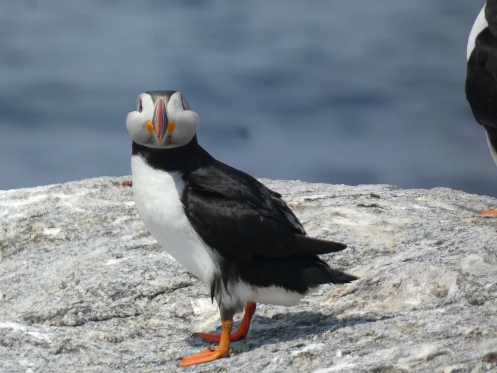 北极海鹦(Fratercula arctica)