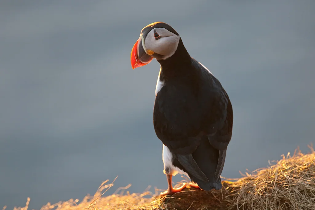 北极海鹦(Fratercula arctica)