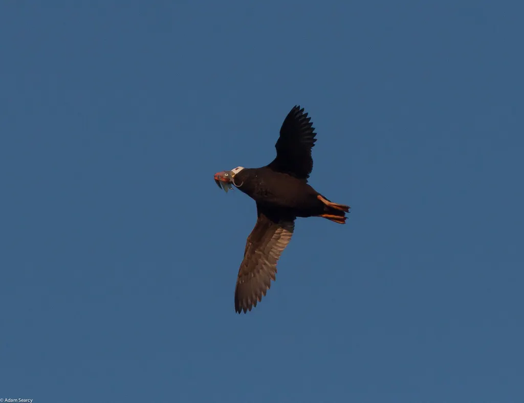 簇羽海鹦(Fratercula cirrhata)