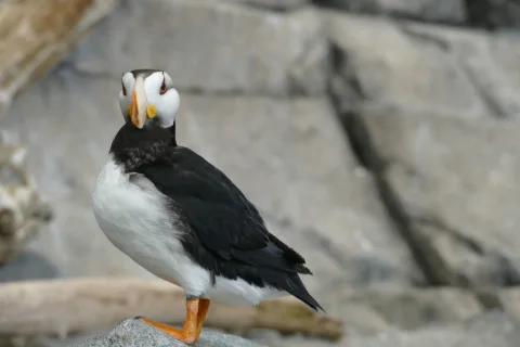 角海鹦