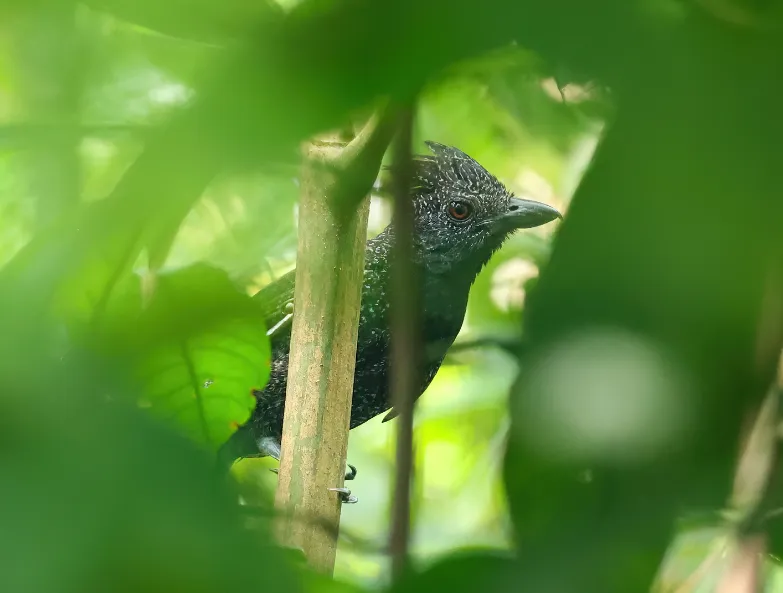 茶色蚁鵙(Frederickena fulva)