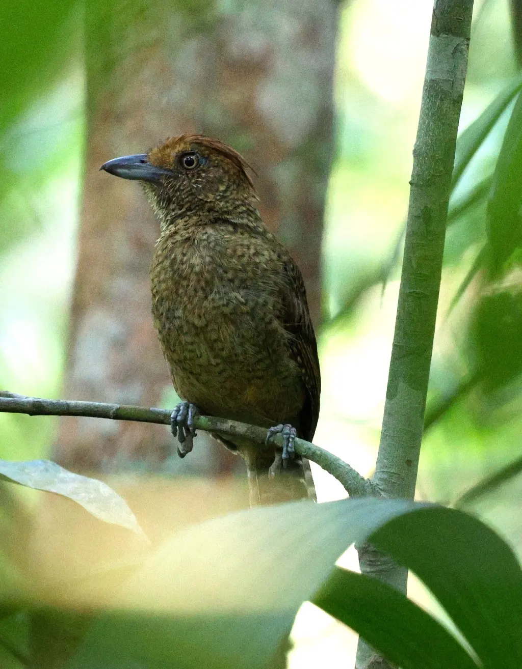 波纹蚁鵙(Frederickena unduliger)