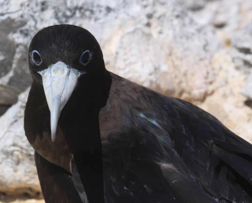 阿岛军舰鸟（Fregata aquila）