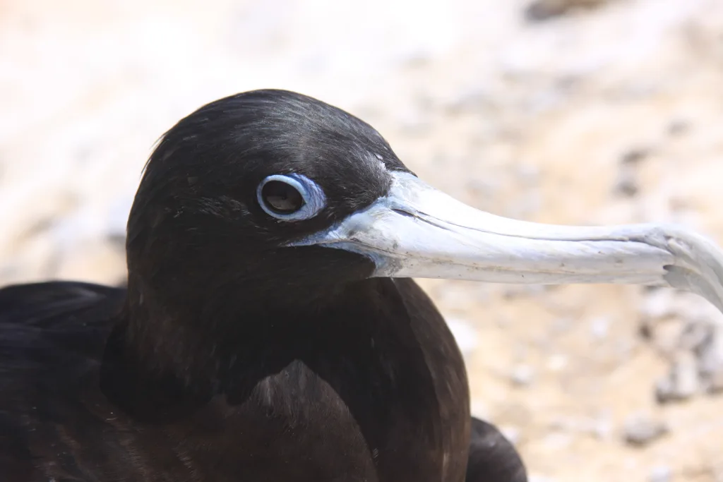 阿岛军舰鸟（Fregata aquila）