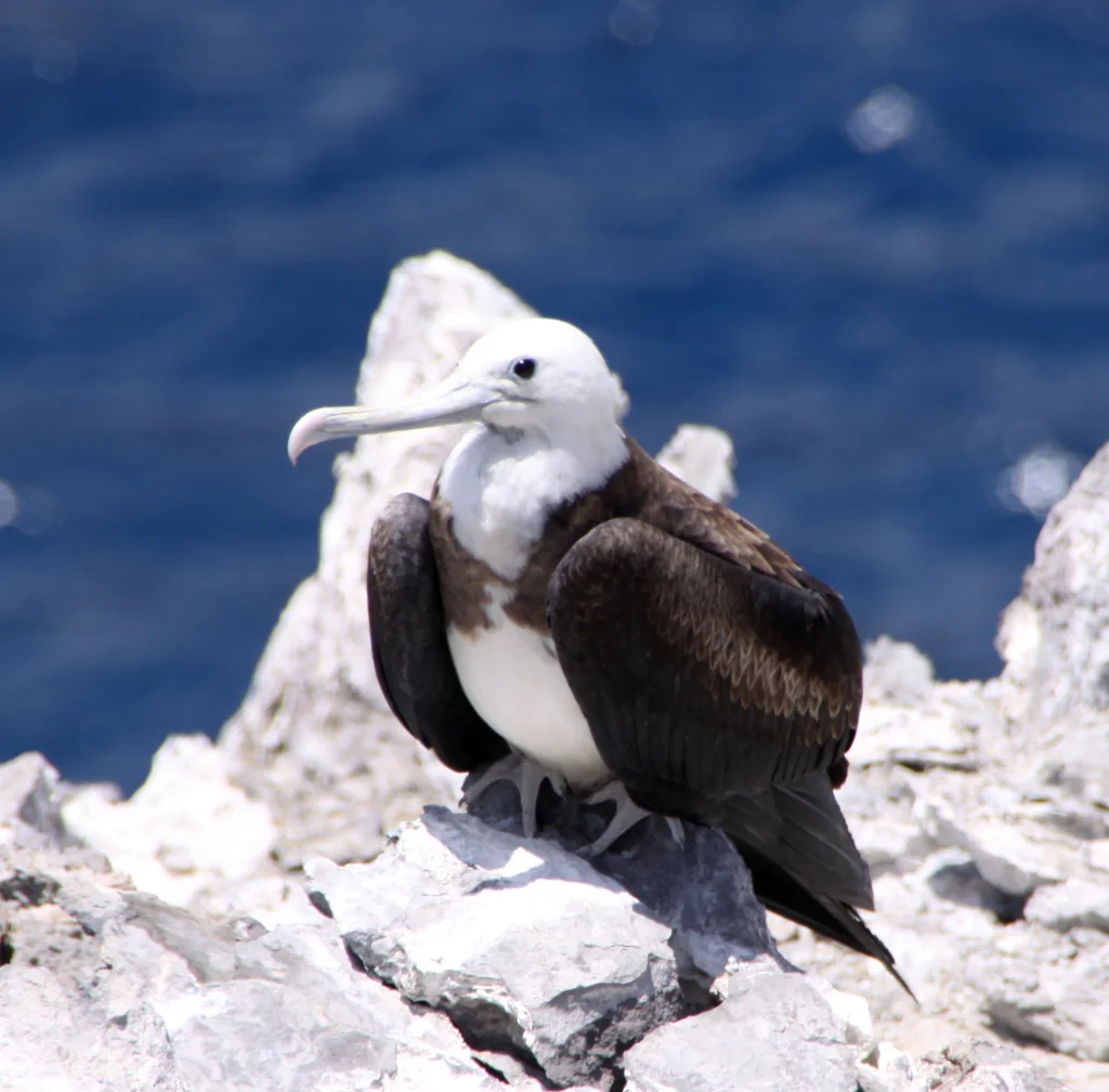 阿岛军舰鸟（Fregata aquila）