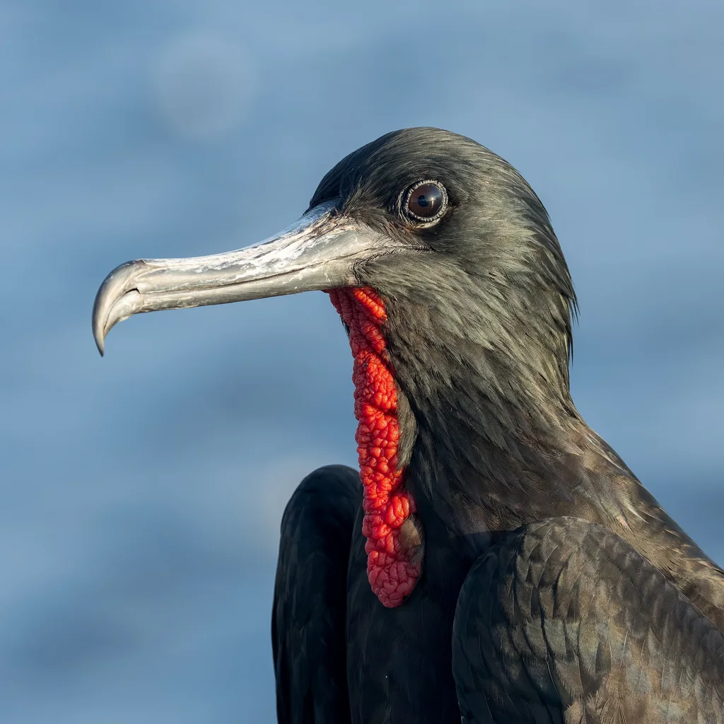 华丽军舰鸟(Fregata magnificens)
