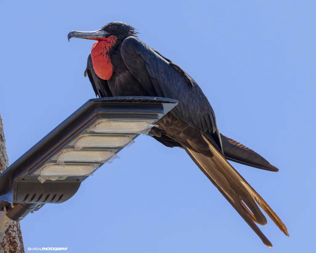 华丽军舰鸟(Fregata magnificens)