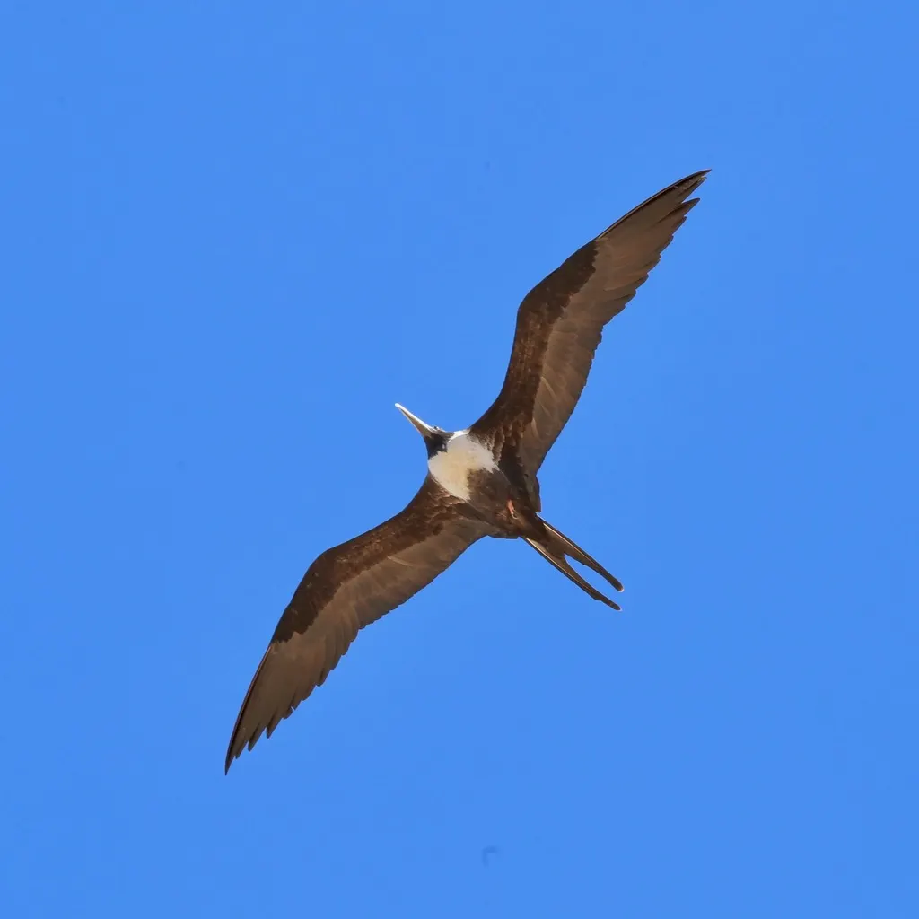 华丽军舰鸟(Fregata magnificens)