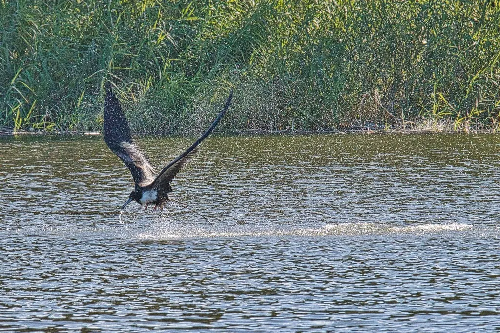 华丽军舰鸟(Fregata magnificens)