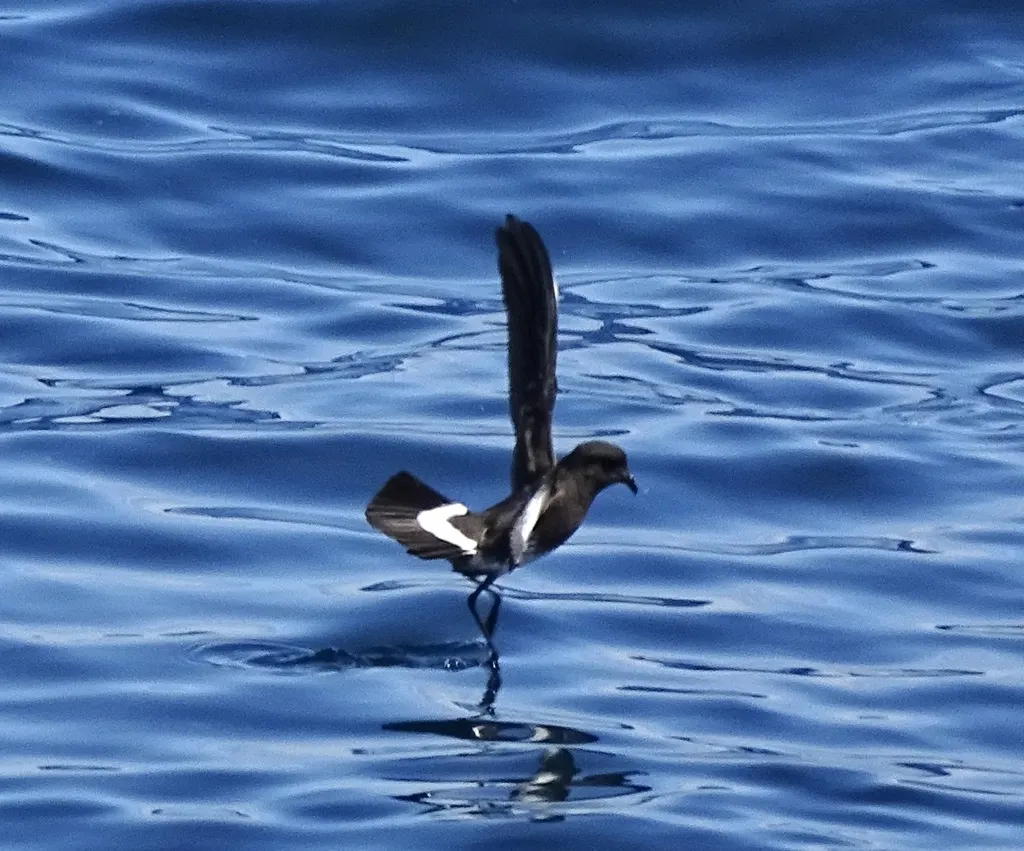 新西兰舰海燕(Fregetta maoriana)