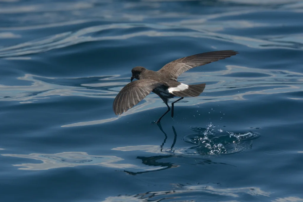 新西兰舰海燕(Fregetta maoriana)