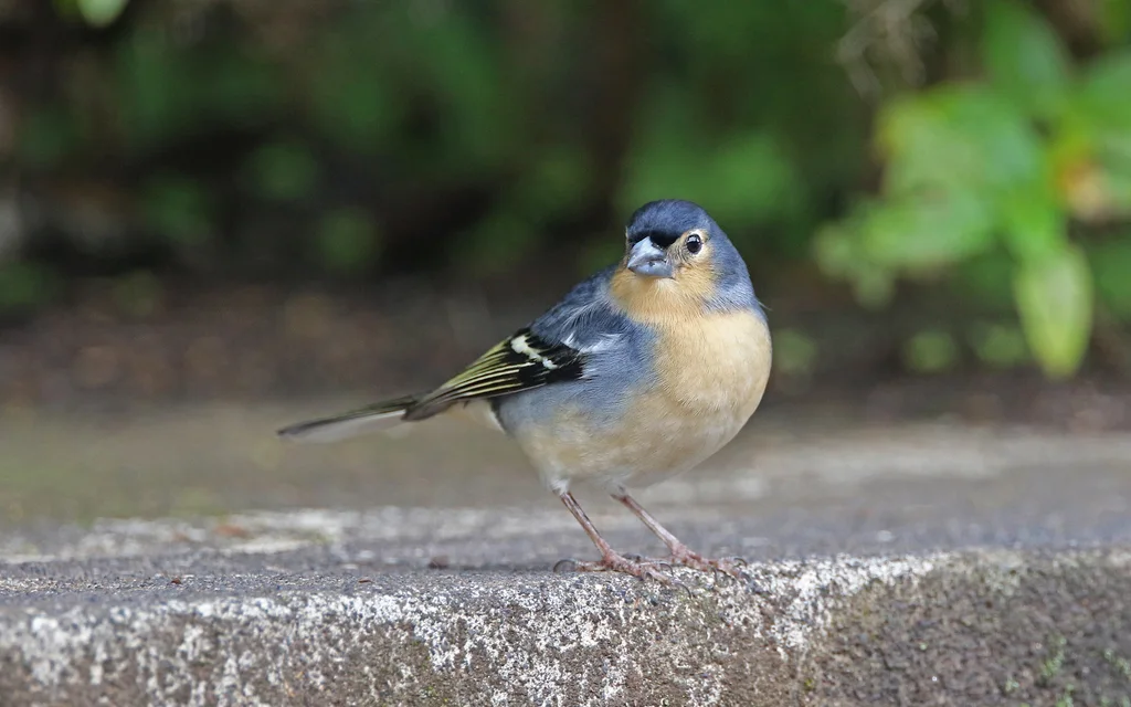 加岛苍头燕雀(Fringilla canariensis)