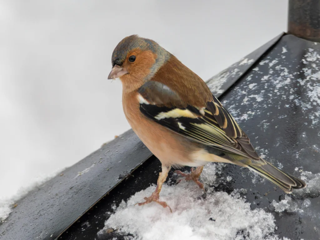 苍头燕雀(Fringilla coelebs)