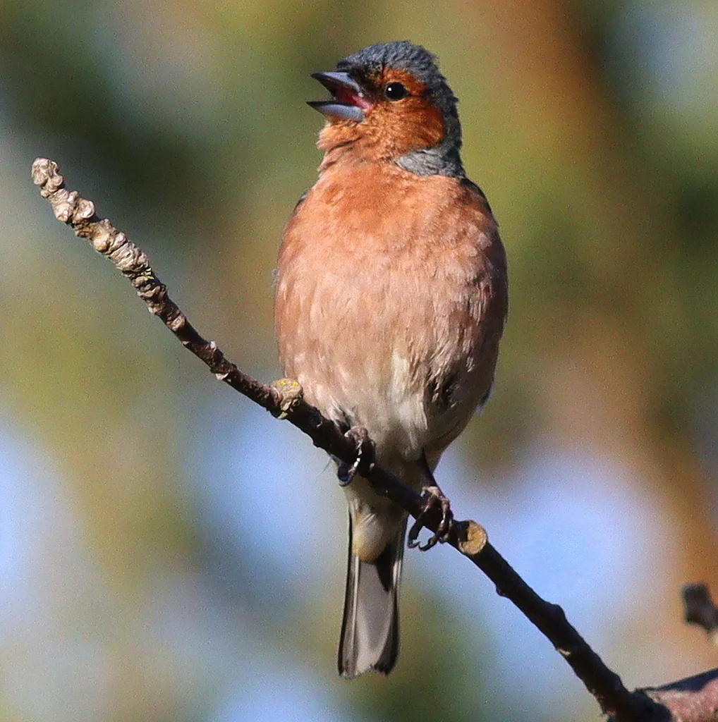 苍头燕雀(Fringilla coelebs)