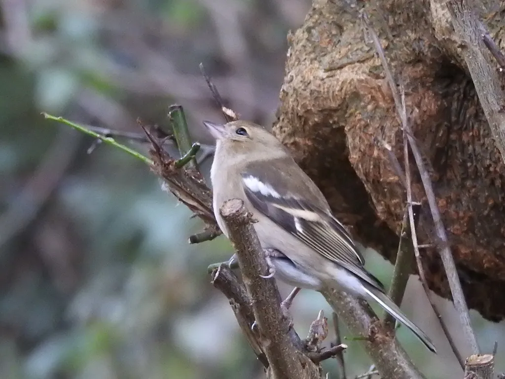 苍头燕雀(Fringilla coelebs)