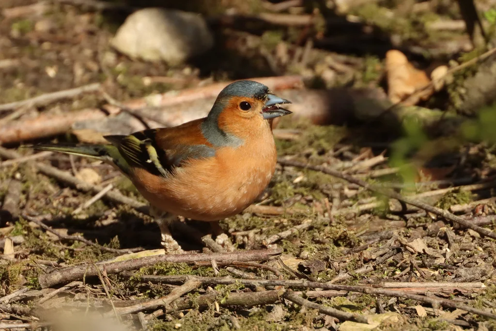 苍头燕雀(Fringilla coelebs)