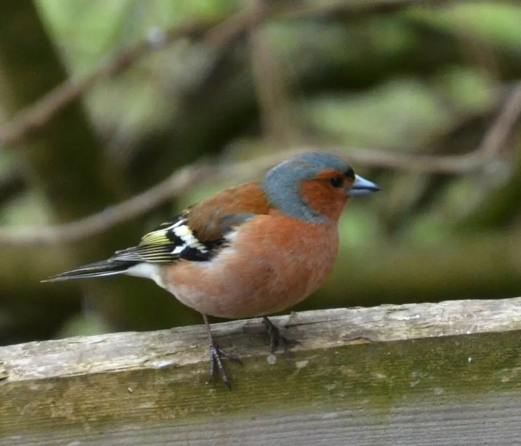 苍头燕雀(Fringilla coelebs)