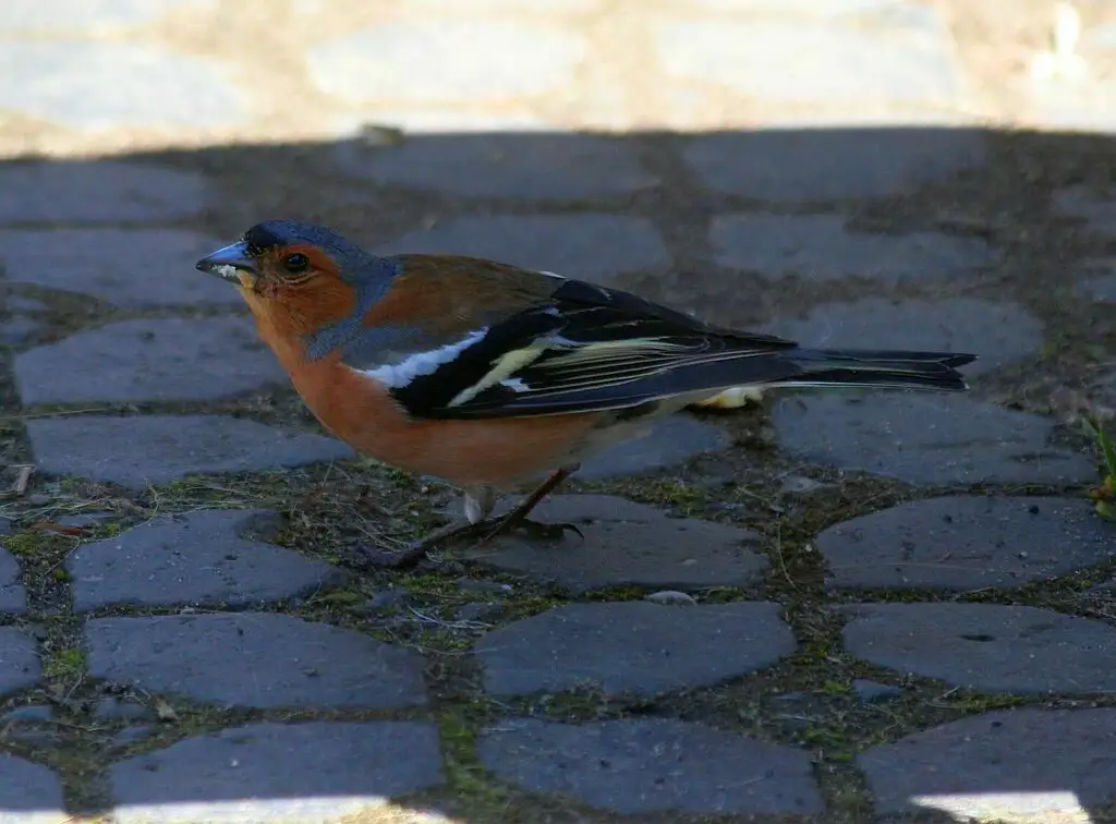 苍头燕雀(Fringilla coelebs)