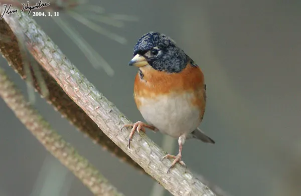 燕雀(Fringilla montifringilla)