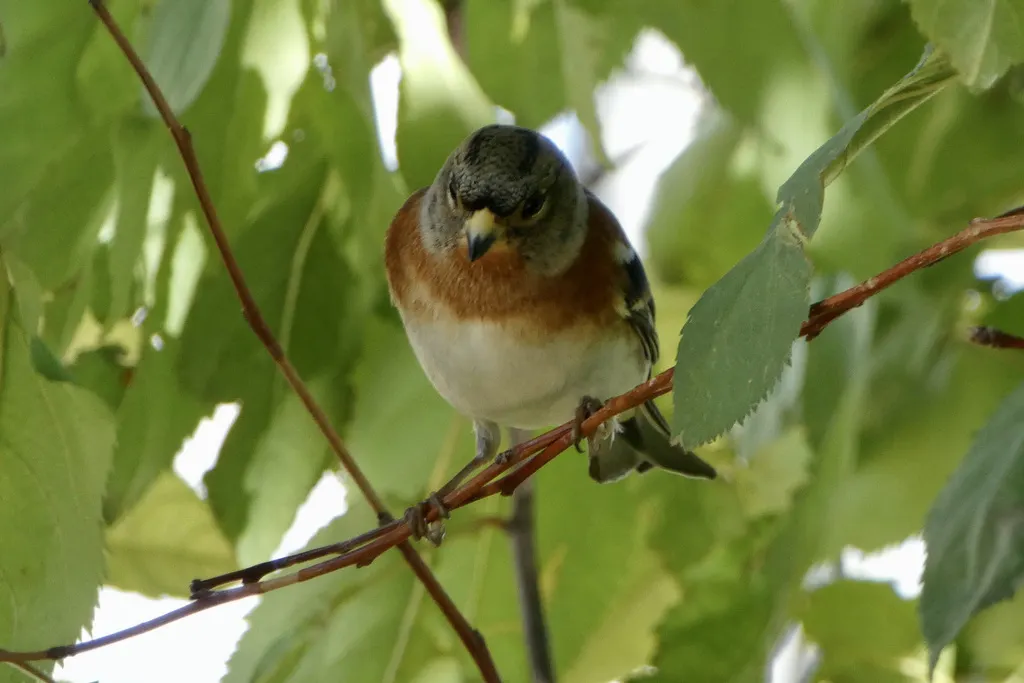 燕雀(Fringilla montifringilla)