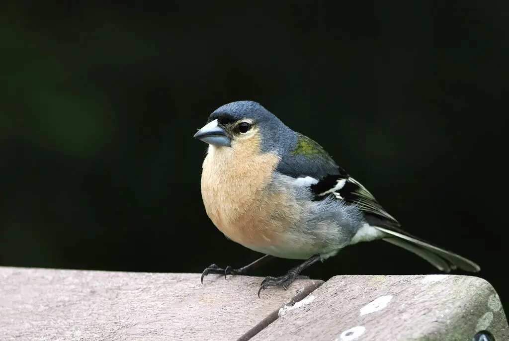 亚速尔苍头燕雀(Fringilla moreletti)