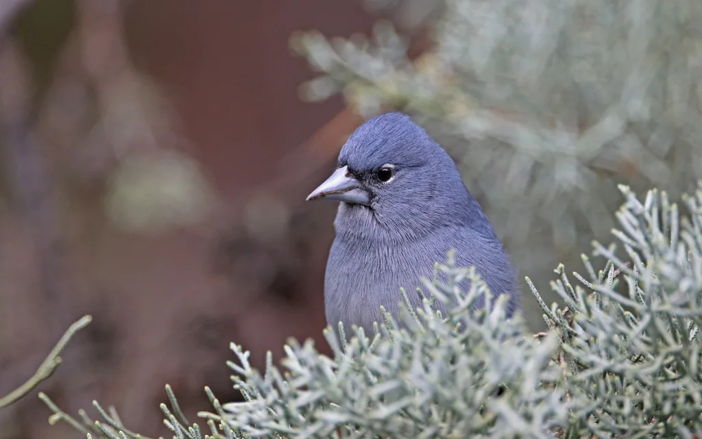 蓝燕雀(Fringilla teydea)