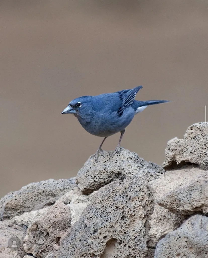蓝燕雀(Fringilla teydea)