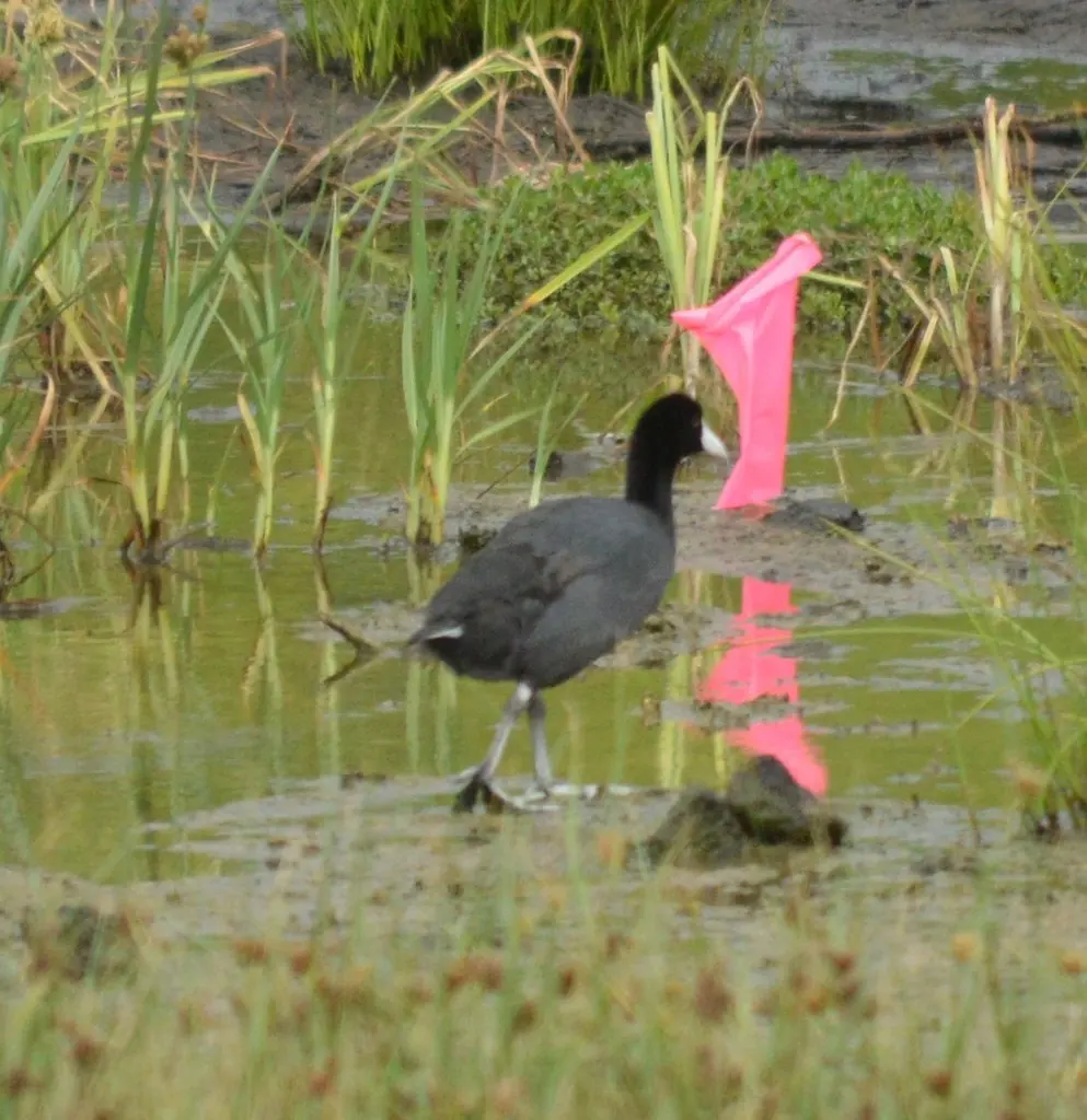 夏威夷骨顶(Fulica alai)