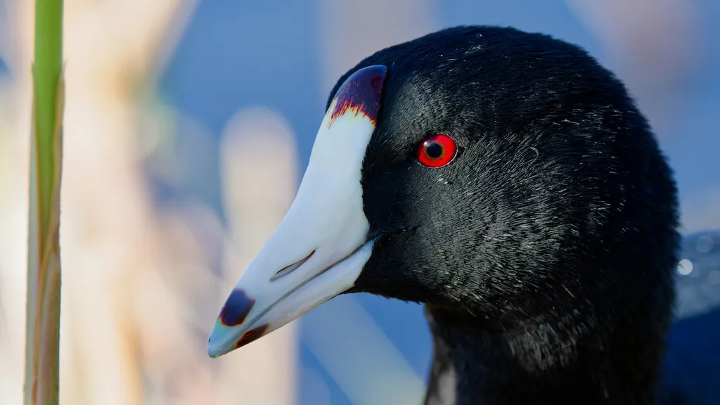 美洲骨顶(Fulica americana)