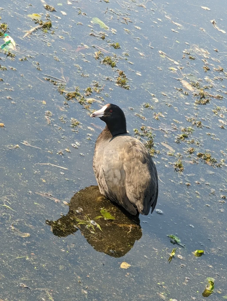 美洲骨顶(Fulica americana)