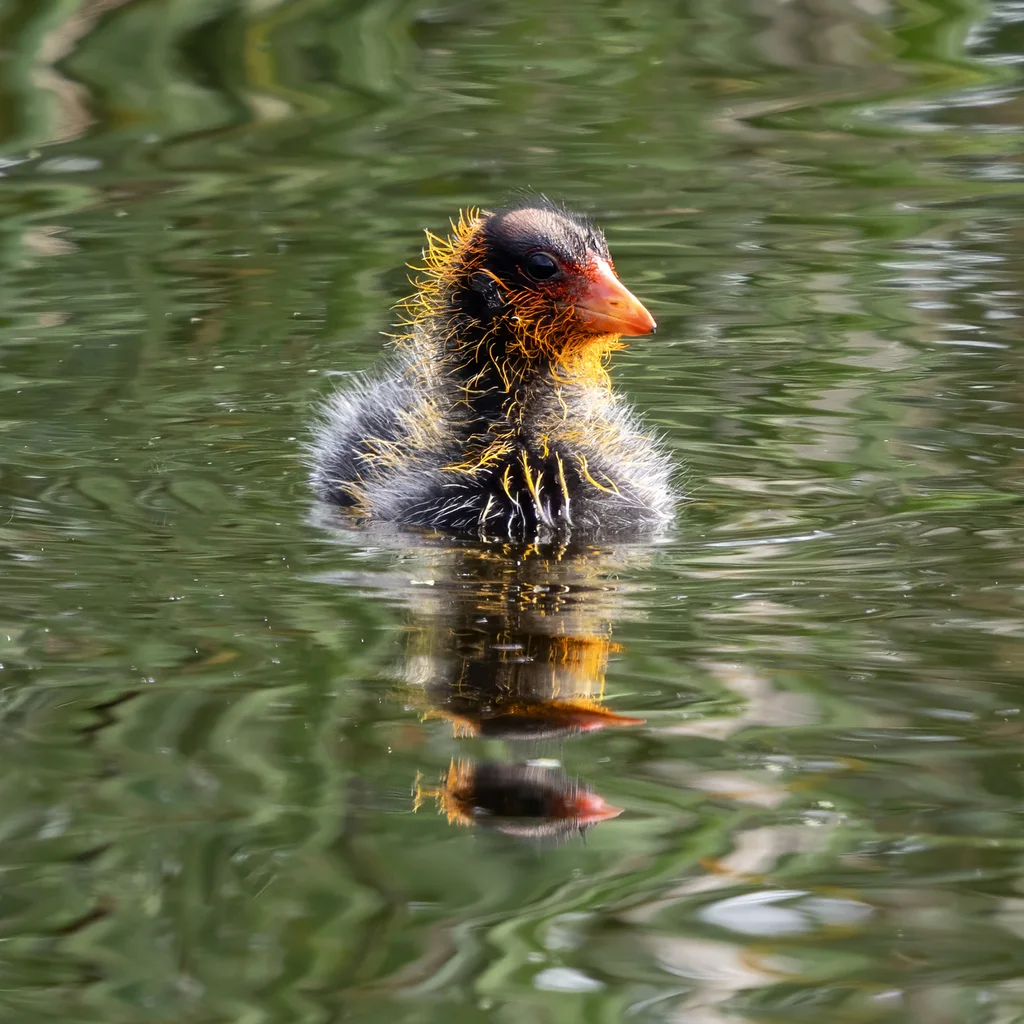 美洲骨顶(Fulica americana)