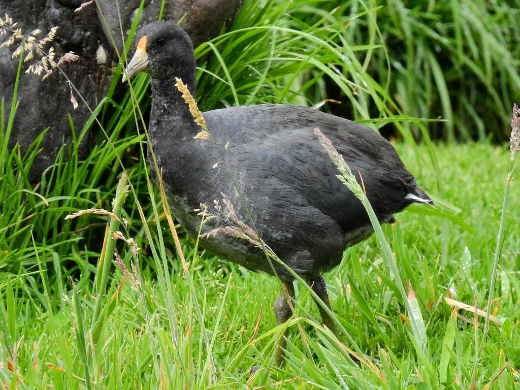 安第斯骨顶(Fulica ardesiaca)