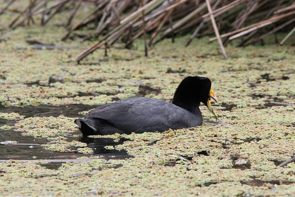安第斯骨顶(Fulica ardesiaca)