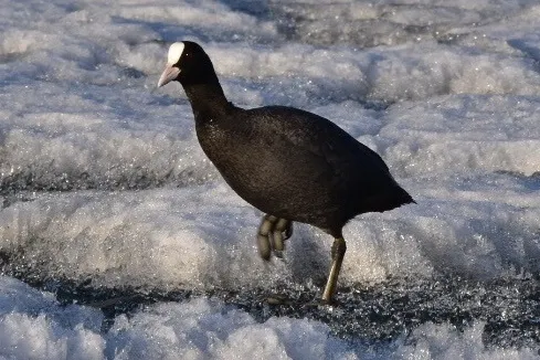 白骨顶（Fulica atra）