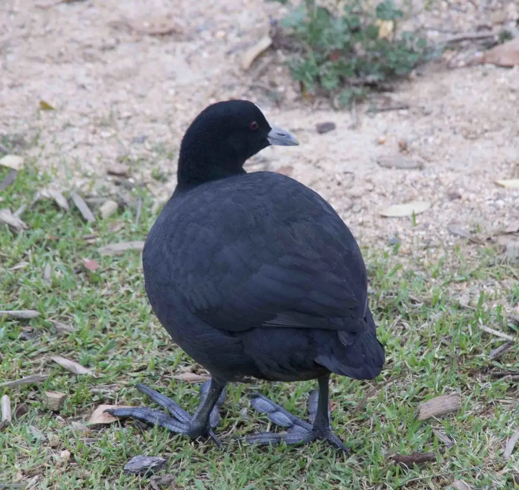 白骨顶（Fulica atra）