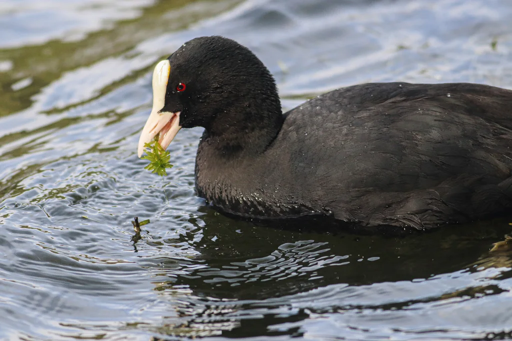 白骨顶（Fulica atra）