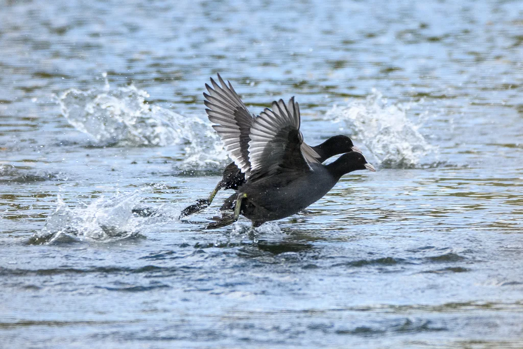 白骨顶（Fulica atra）