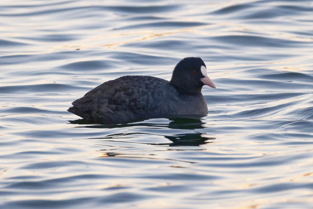 白骨顶（Fulica atra）
